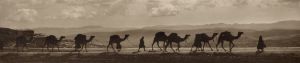 1918 camel caravan.jpg